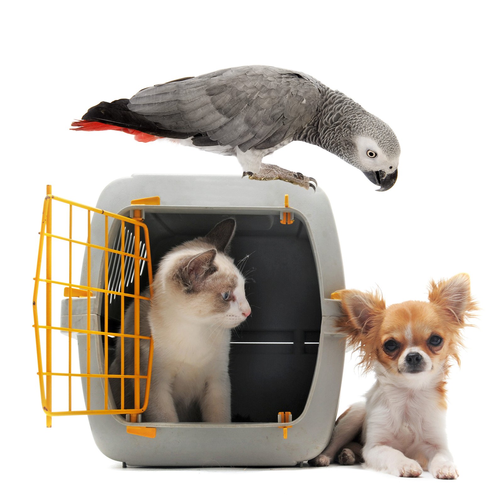 kitten in pet carrier, parrot and chihuahua